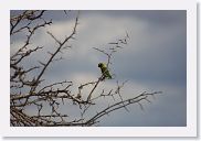 18TarangirePMGameDrive - 21 * Yellow-collared Lovebird.